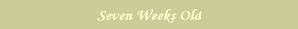 Seven Weeks Old