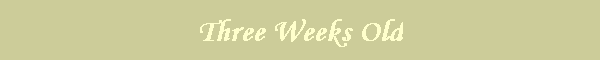 Three Weeks Old